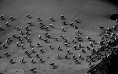 group of Seagulls resting on the side of a beach to avoid cold wind