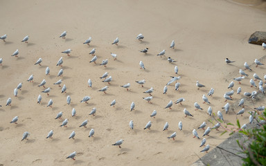 group of Seagulls resting on the side of a beach to avoid cold wind