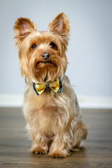 Yorkshire Terrier Puppy Posing for a Portrait