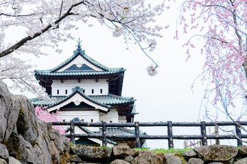 Naklejka premium 弘前城と桜