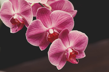 Blooming purple orchid flowers on blurred background