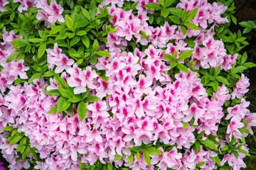 赤坂御苑脇のつつじ