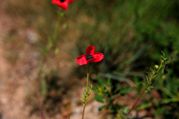 Obraz premium Bright colorful red poppy in the park