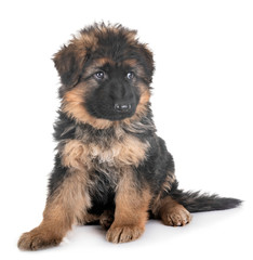 puppy german shepherd