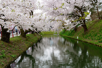 弘前城と桜