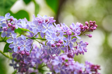A branch of lilac. Natural natural background. Spring flowers.