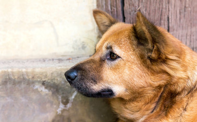 Close up brown domentic dog looking and waiting or thinking something