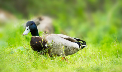 Wile river duck