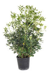Pittosporum in studio