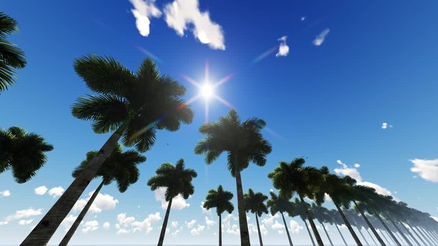 Coconut trees with the blue sky