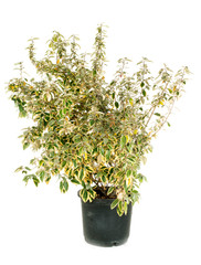 elaeagnus ebbingei in studio