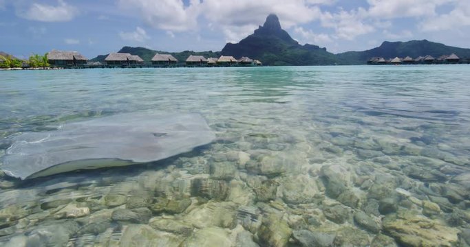 Bora Bora Stingray video of animals and Overwater bungalows and mount otemanu in nature in French Polynesia, Bora, Bora, Tahiti. Stringray are often seen on snorkeling and diving tours.