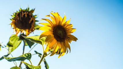 yellow autumn sunflower