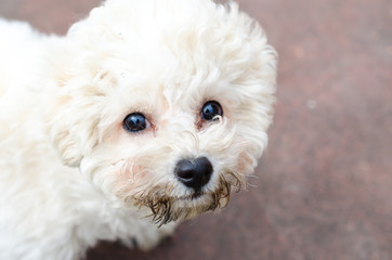 white curly puppy dog