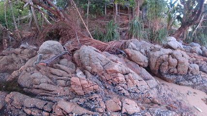 stream in the forest