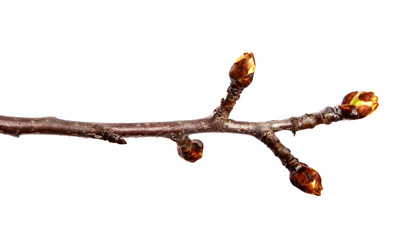 Branch of pear fruit tree with bud on isolated white background