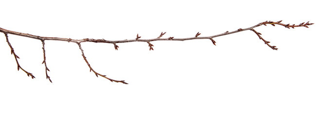 Branch of plum fruit tree with bud on isolated white background