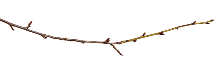 Branch of plum fruit tree with bud on isolated white background