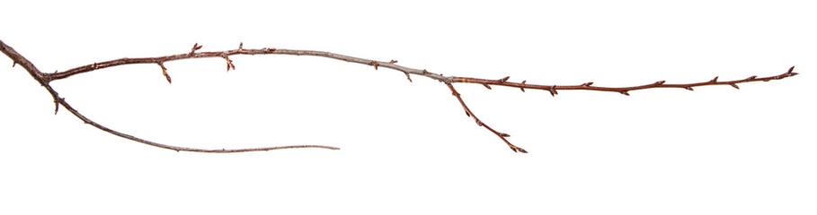 Branch of plum fruit tree with bud on isolated white background