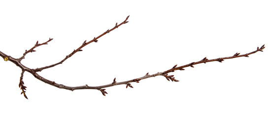 Branch of plum fruit tree with bud on isolated white background