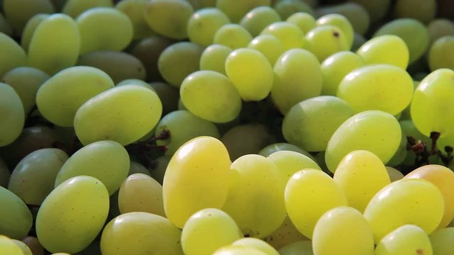 Background with green grape. Bunch of green grapes