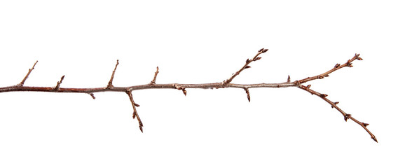 Branch of fruit tree with bud on isolated white background