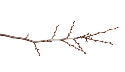 Fototapeta na wymiar Branch of fruit tree with bud on isolated white background