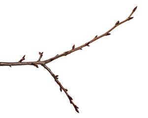 Branch of fruit tree with bud on isolated white background