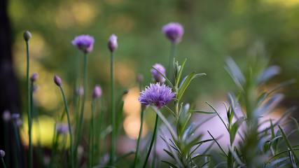 Schnittlauch blühte