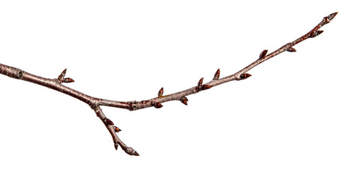 Branch of fruit tree with bud on isolated white background