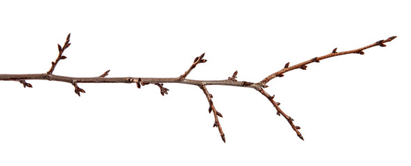 Branch of fruit tree with bud on isolated white background