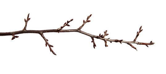 Branch of fruit tree with bud on isolated white background
