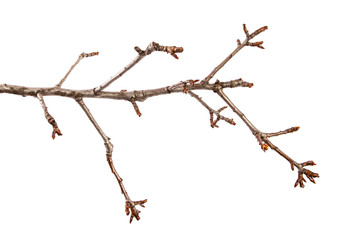 Branch of pear fruit tree with bud on isolated white background