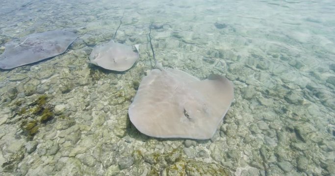 Stingrays - video of Stingray wildlife in nature in French Polynesia, Bora, Bora, Tahiti. Stringray are often seen on snorkeling and diving tours.