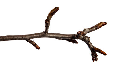 Branch of pear fruit tree with bud on isolated white background