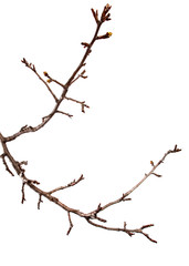 Branch of pear fruit tree with bud on isolated white background