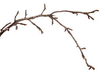 Branch of pear fruit tree with bud on isolated white background