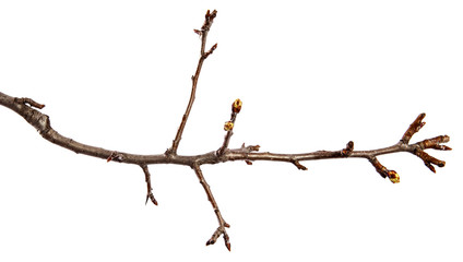 Branch of pear fruit tree with bud on isolated white background
