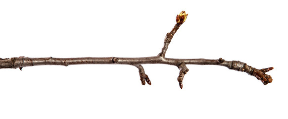 Branch of pear fruit tree with bud on isolated white background