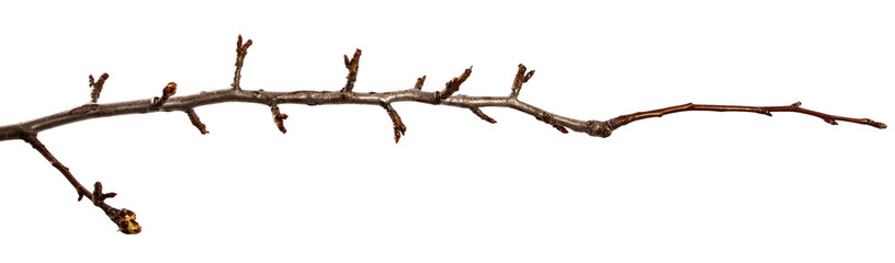 Pear tree branch with swollen buds on an isolated white background