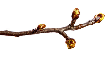 Pear tree branch with swollen buds on an isolated white background