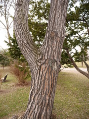 木