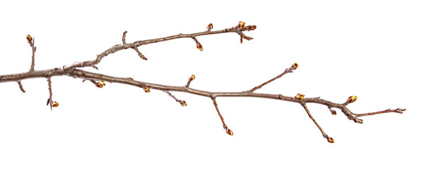 Pear tree branch with swollen buds on an isolated white background