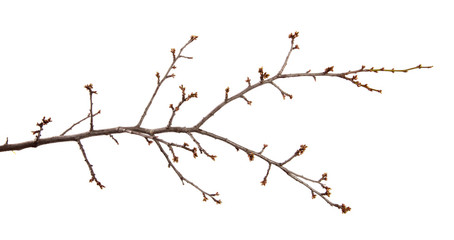 Branch of the fruit tree cherry plum and with swollen buds on an isolated white background