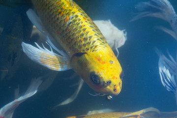 Fancy carp swimming in a pond. Fancy Carps Fish or Koi Swim in Pond, Movement of Swimming and Space.