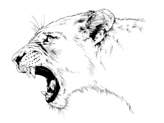 roaring forward lion drawn in full growth mascara from hands on white background