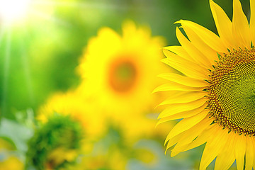 Beautiful yellow Sunflower  for morning sunrise