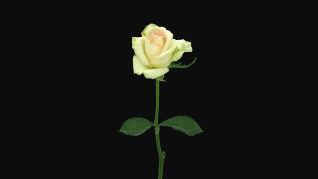 Time-lapse of dying white pink rose 1a3 in RGB + ALPHA matte format isolated on black background