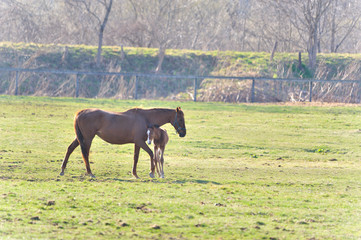 サラブレッドの親子