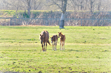 サラブレッドの親子